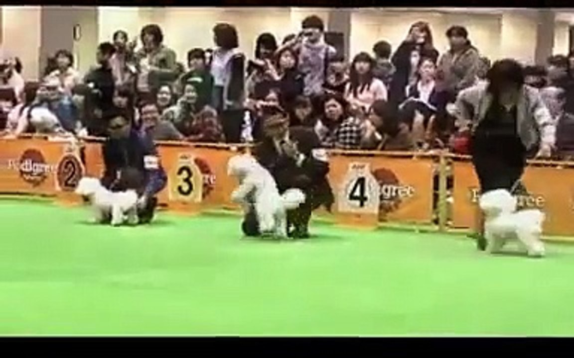 2014 year FCI Japan Pacific International dog show bichon frise puppy review
