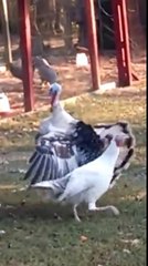 une dinde tourne autour d'un dindon