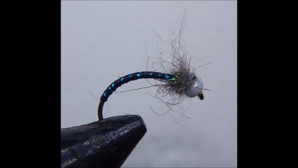 Le chiro noire tête nacre