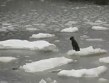 Sauvetage d'un chien perdu sur la banquise