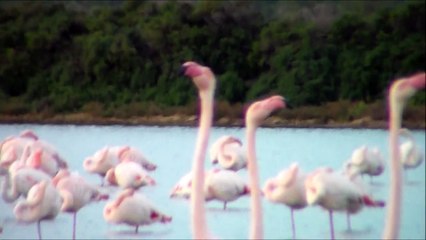 REUNION CAMARADE POMPON !!!!