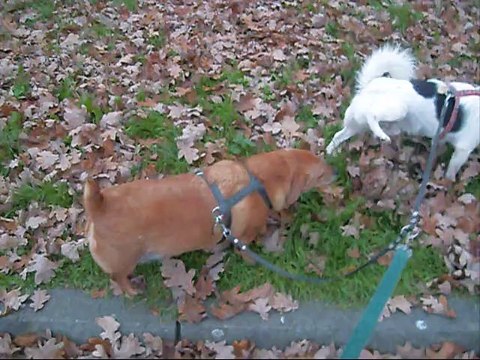 Poranny,jesienny spacer z psami