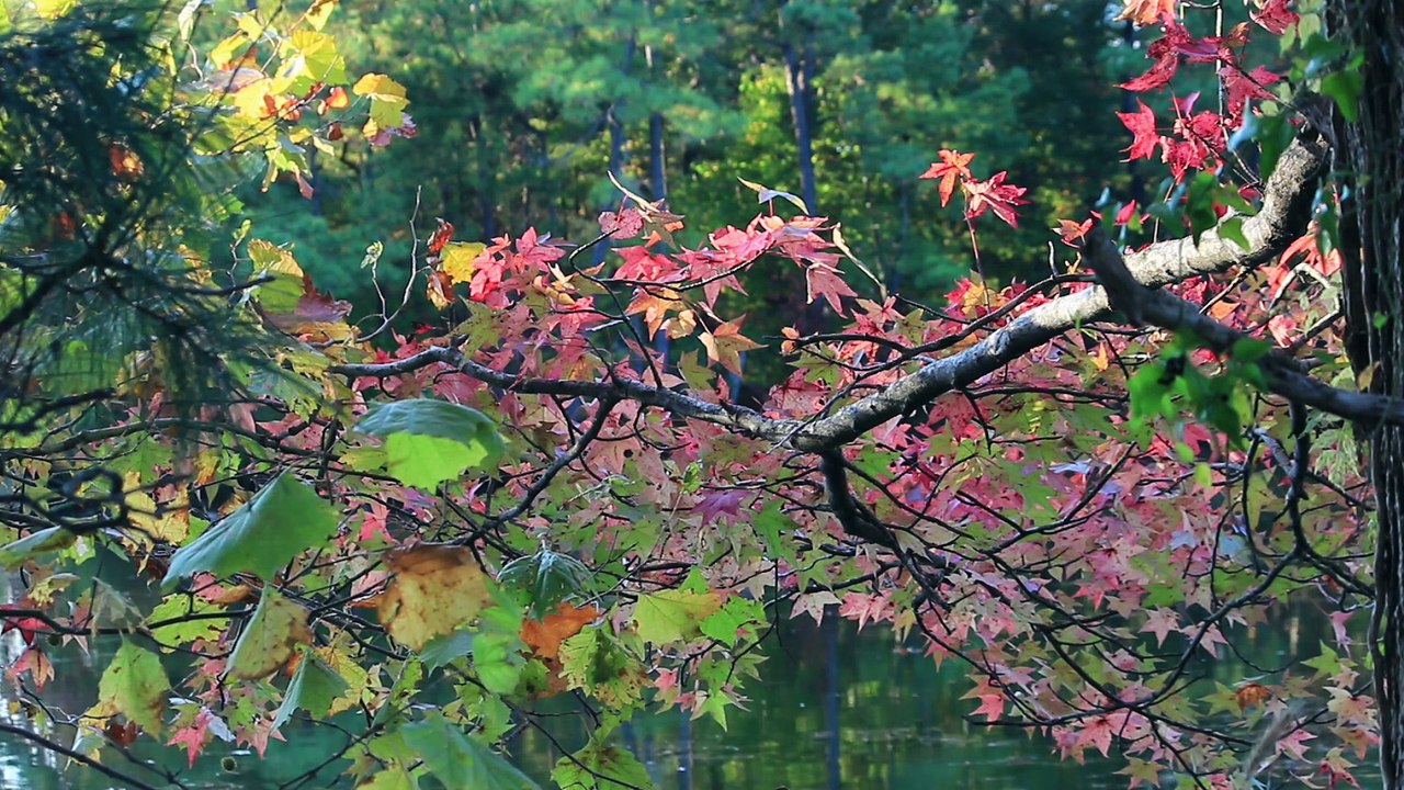 Early Fall in Virginia Beach