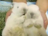 Les lapins les plus mignons du monde