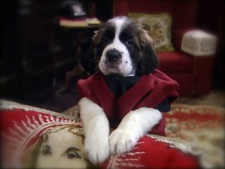 Apple Blossom Time Father Ted