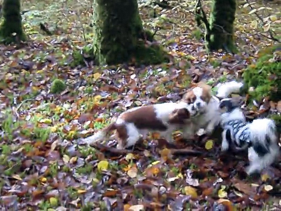 Jeux dans la forêt