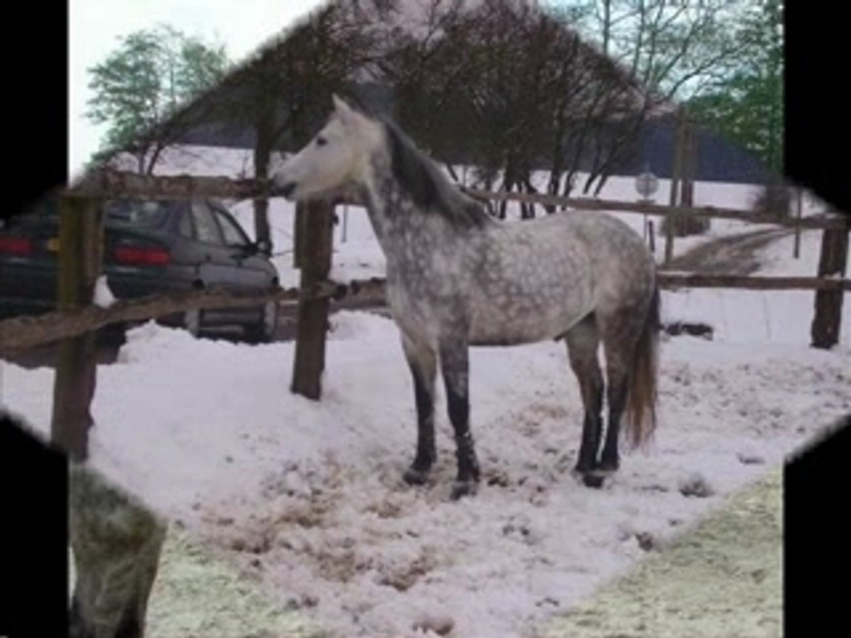 Video chevaux