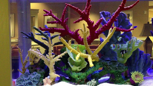 Orange Park, FL. Fish Tank Service 904-588-2700, Fish Tank Service Orange Park, Florida.