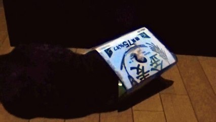 The kitten which plays in darkness