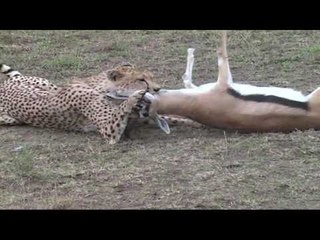 Çitanın Antilop Avı