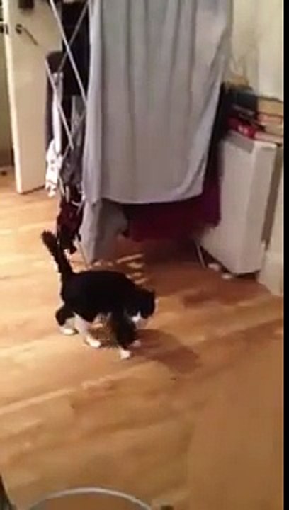 funny cat