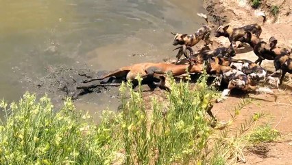 Yaban Köpeklerin İmpala Avı