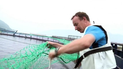 النروج يحاول رفع الشكوك حول سمك السلمون الثمين