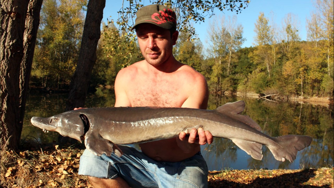 Combat carpe miroir 27.5 kg.. 24H Carpe Record à l'ARRAIX