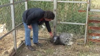 Van Yrd.doç.dr. Aslan Oklu Kirpiyi Gören Öldürmek İstiyor