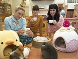 Exclusive: Inside Tokyo's Cat Cafè | Kitten Junkie Must See
