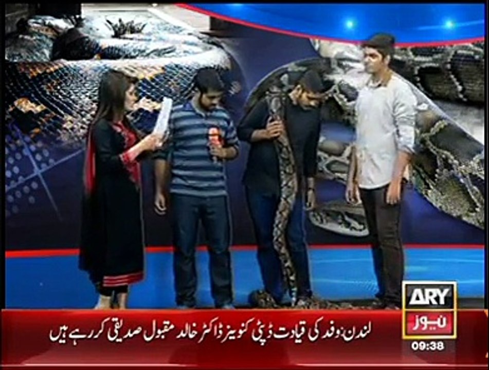 Snake in Live TV show