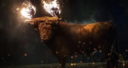 Boğa Yakma Festivali Eylemlere Rağmen Gerçekleştirildi