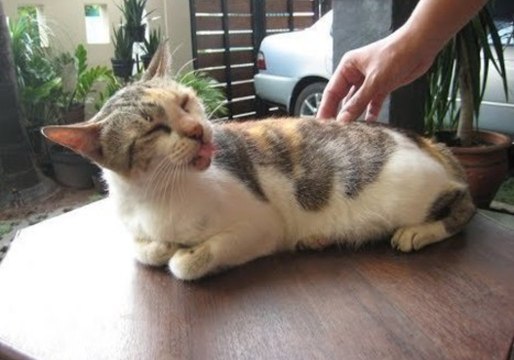 Quirky Cat Loves to Have Her Back Scratched