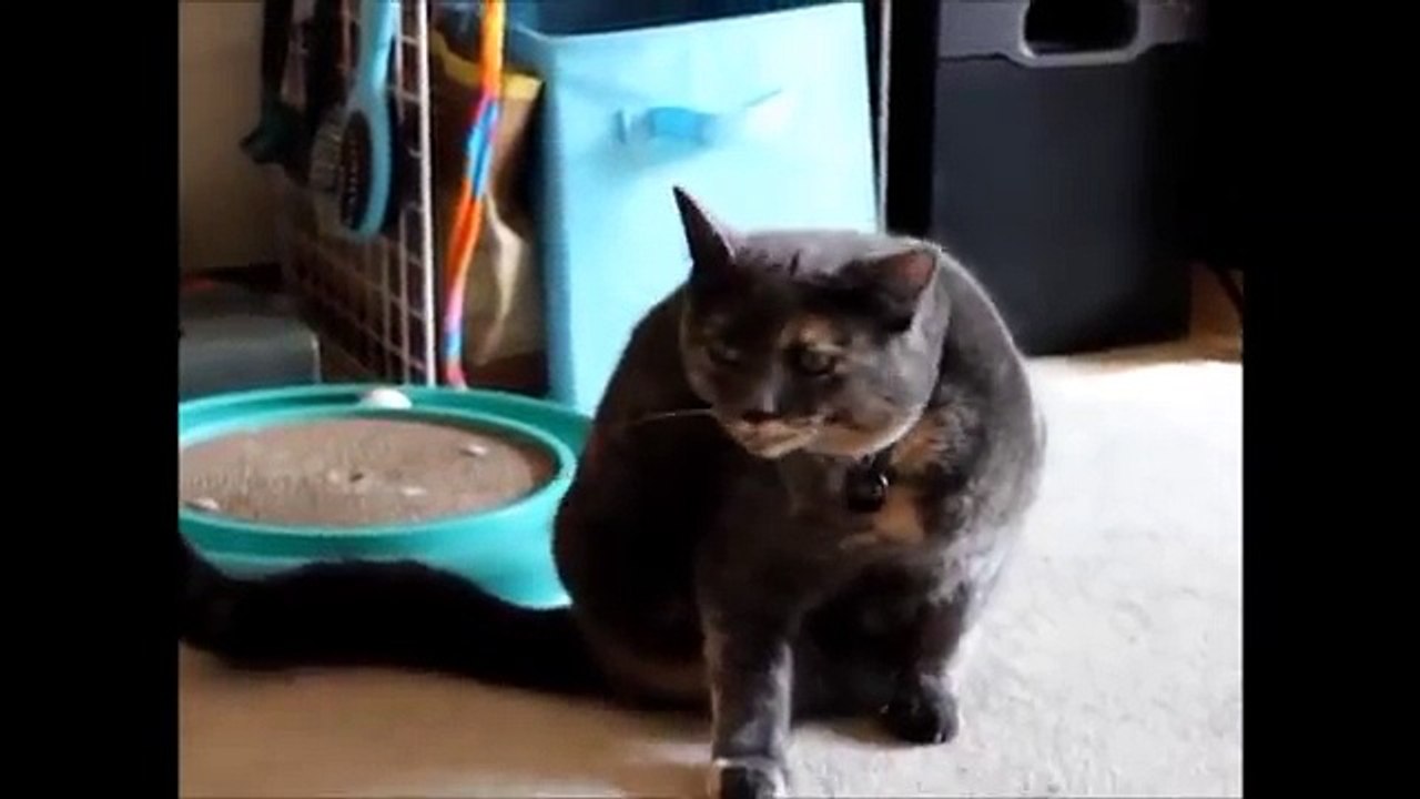Un chat se gratte avec sa patte amputée