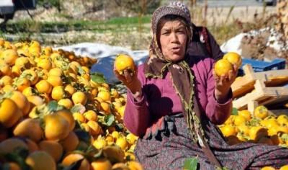 Adıyaman Gölbaşı'nda Hurma Hasadı Başladı