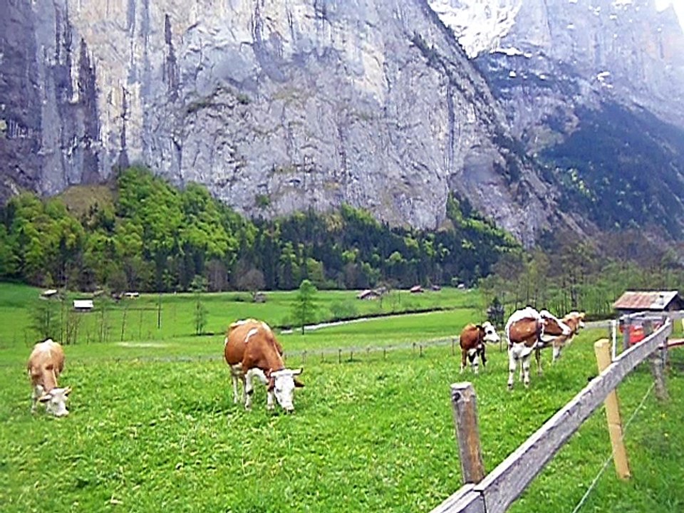 Troupeau de vaches à Lauterbrunnen