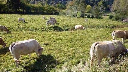 Troupeau de vaches au Bénou Pyrénées