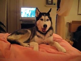 Siberian Husky Dog Talking - " I love you "