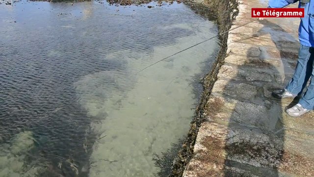 Dans le grenier d'Ange #7. Leurres souples : action !