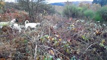 journée de chasse en Saone et Loire 2