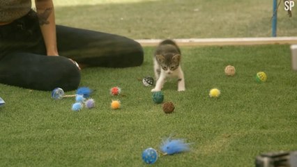 Viral Video Recap: Cat Therapy and Rocket Bikes