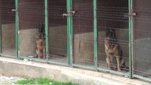 Alanya'da Köpeklere Pansiyon ve Eğitim Hizmeti Veren Çiftlik Açıldı