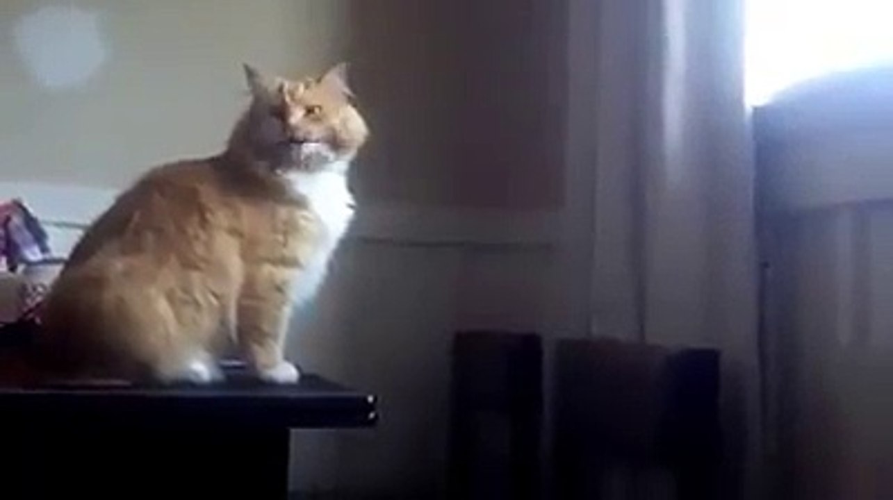 cat fool