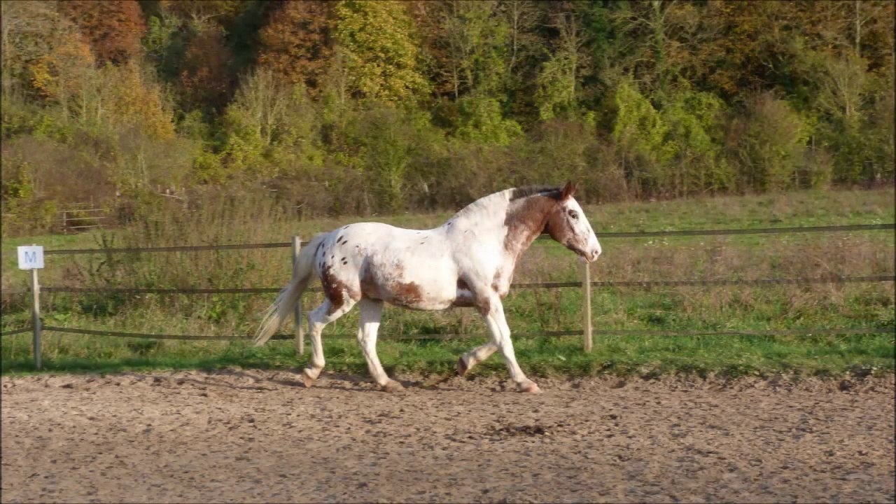 Travail longues rênes et liberté