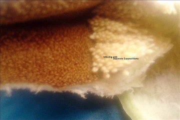 Missing Link - Boredom