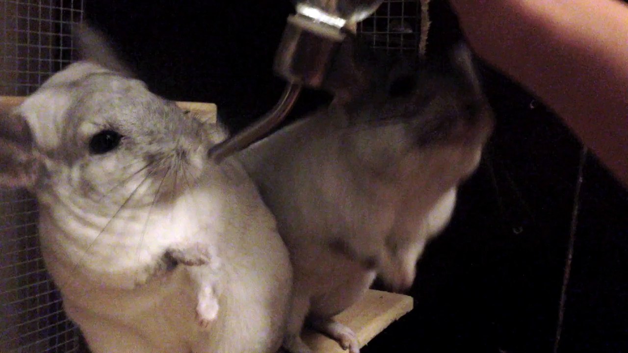 Chinchilla Accepting a Handheld Drink