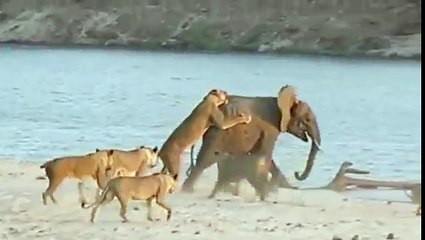 Un Brave éléphant (Hercules) combat 14 lionnes affamées !