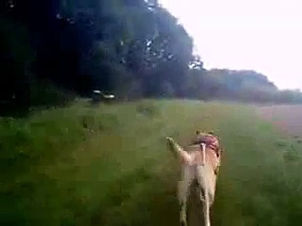 TJOP_MALINOIS_POWER