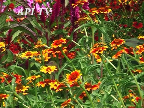 Золотое яблочко - Русский дом