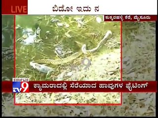 Snake Eating Fish Caught in camera, in Kukkarahalli Lake