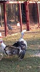 Comment une dinde fait-elle pour refuser les avances d'un dindon ?