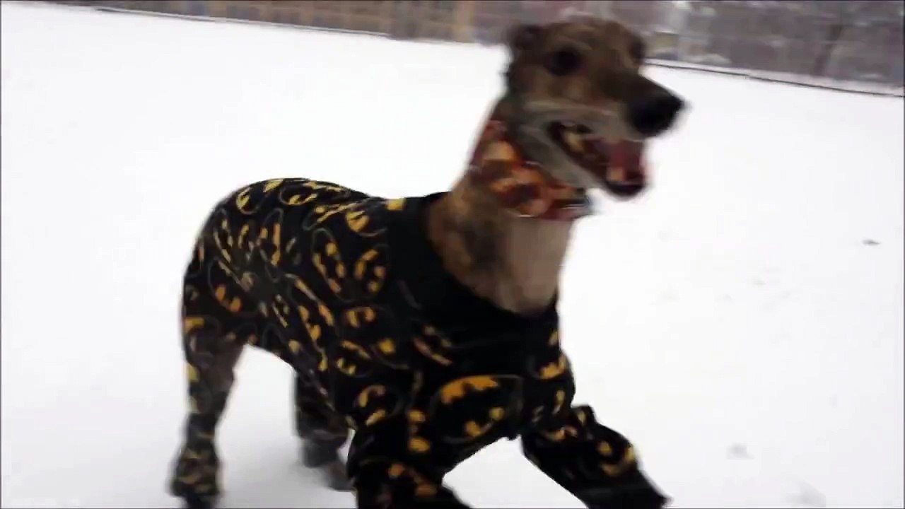 Ce chien adore son nouveau pijama Batman