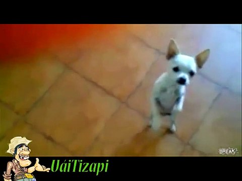 Whatsapp Videos Engraçados 2014 Melhores Videos Engraçados Gatos e Cachorros Videos Para Rir