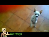 Whatsapp Videos Engraçados 2014 Melhores Videos Engraçados Gatos e Cachorros Videos Para Rir