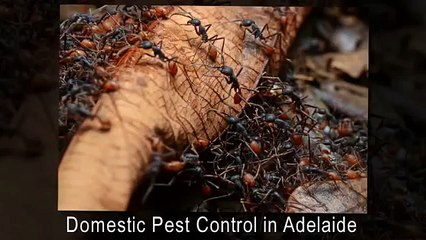 Safe Adelaide Pest Control