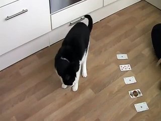 Clickertraining Katze, Chico sucht den Buben, Kartentrick 1