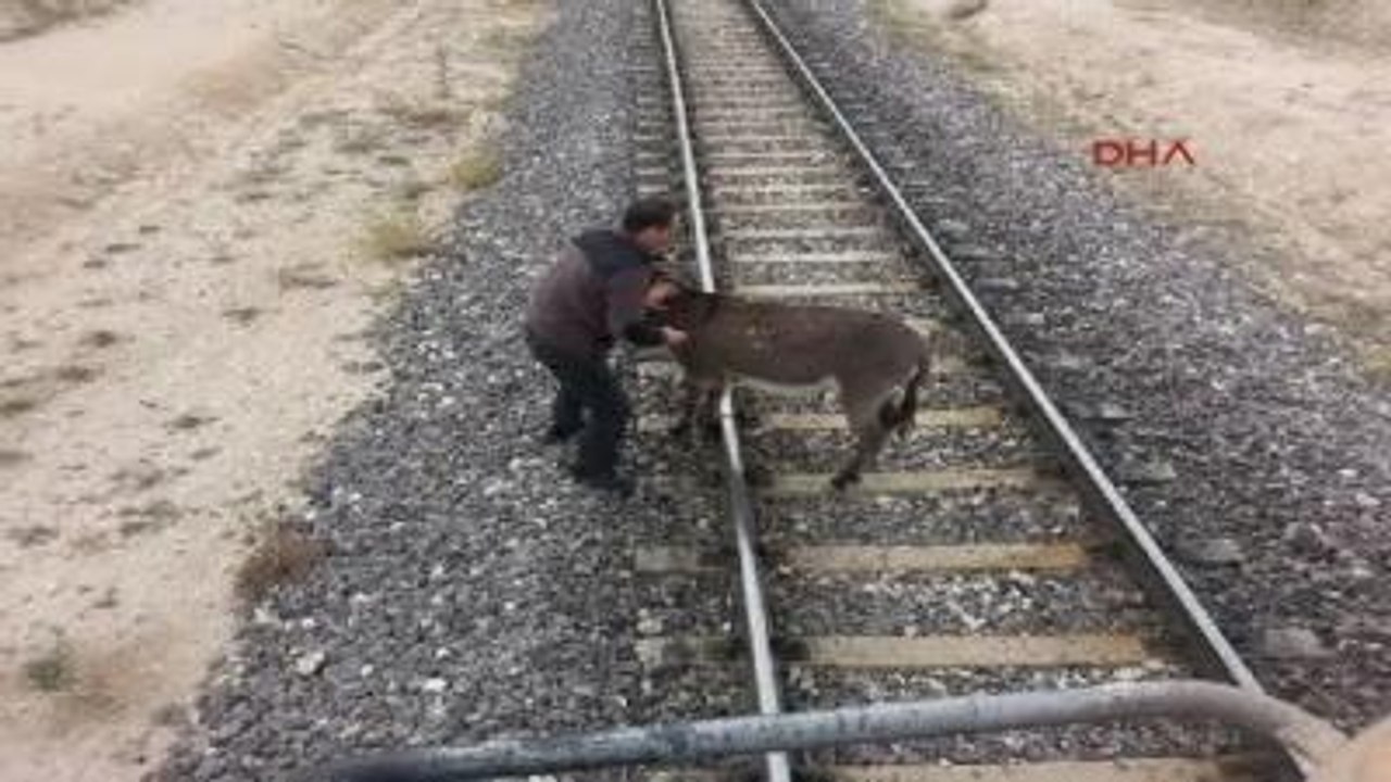 Eşeği Raylara Bağlayıp Ölüme Terk Ettiler
