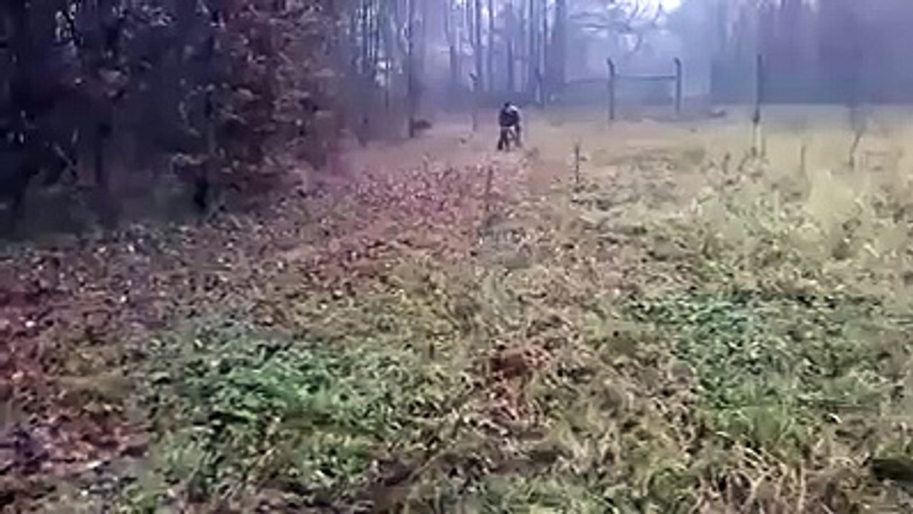 Get this dog an NFL contract