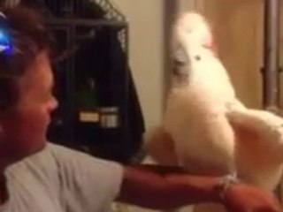 Ce cacatoes est complètement ... Dingue !