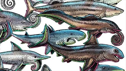 Mystery of the Whorl Tooth Shark - Videos - DoDear Portal